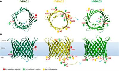 Cysteine Oxidations in Mitochondrial Membrane Proteins: The Case of VDAC Isoforms in Mammals